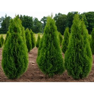 Tuja západná (Thuja occidentalis) ´SMARAGD´ – výška 110–120 cm, kopaná